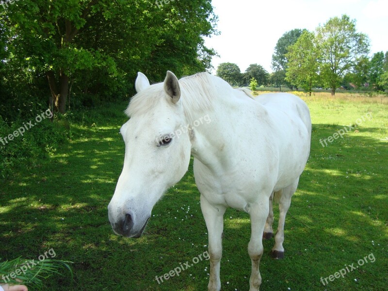 Horse White Pasture East Frisia Coupling