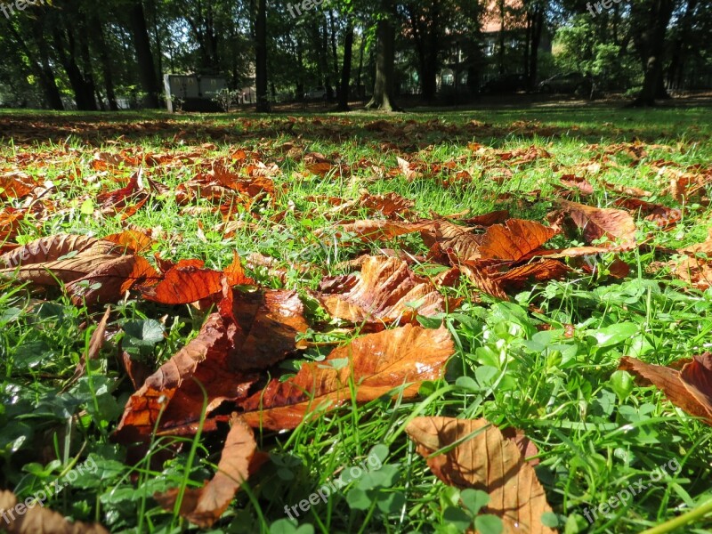 Autumn Foliage Nature Park Tree