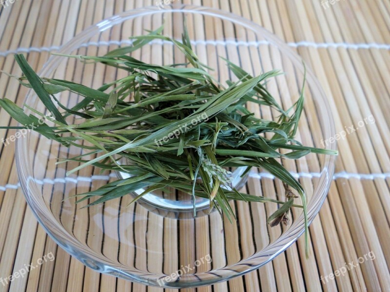 Tea Green Bamboo Plant Herbs