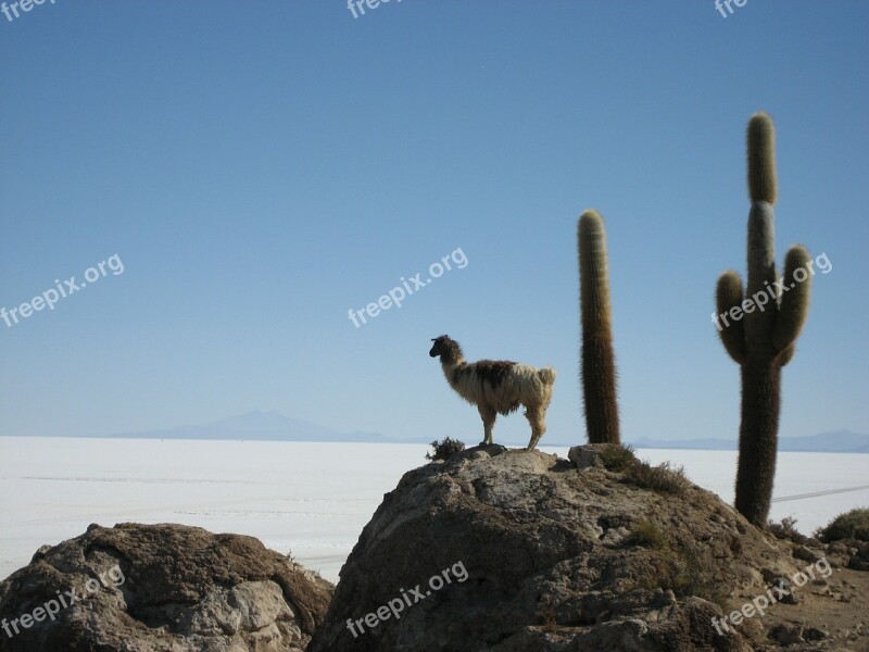 Lama Salar De Uyuni Bolivia Free Photos