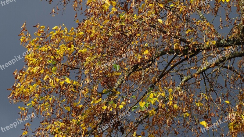 Autumn Autumn Mood Linde Emerge Tree