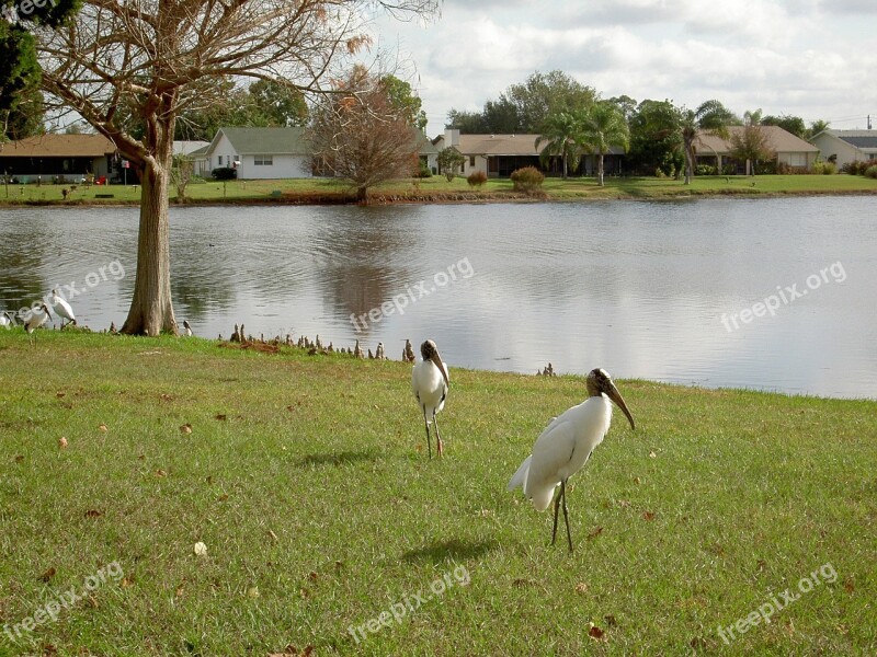 Egret Lake Water Nature Bird