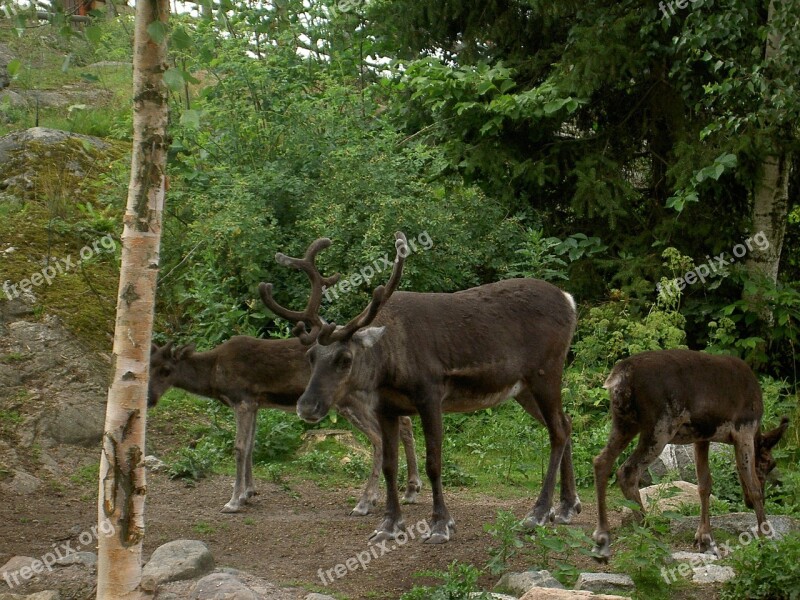 Reindeer Nature Wildlife Antlers Deer