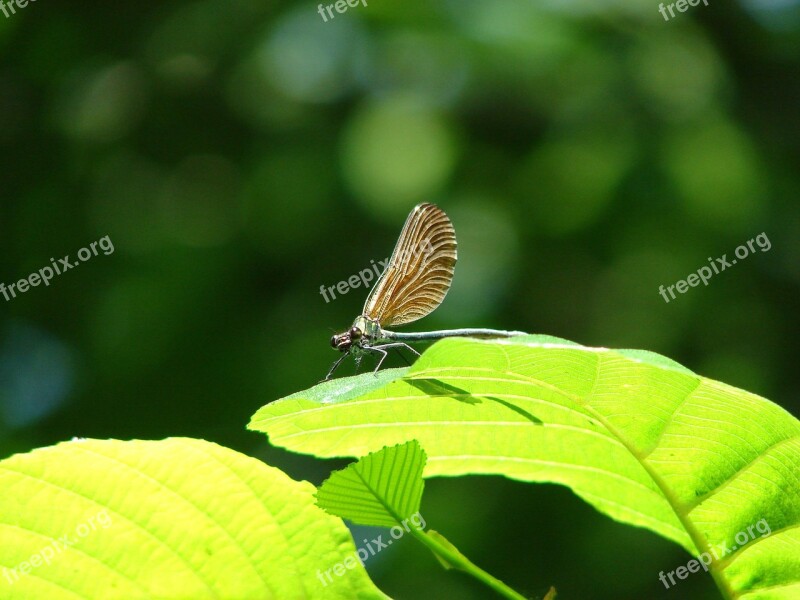 Nature Leaf Insect Green Dragonfly