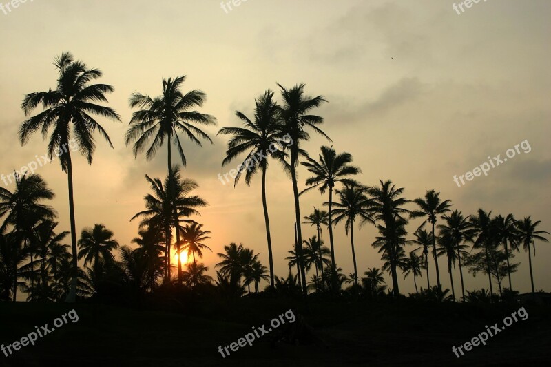 Palms Veracruz Sunset Twilight Trees