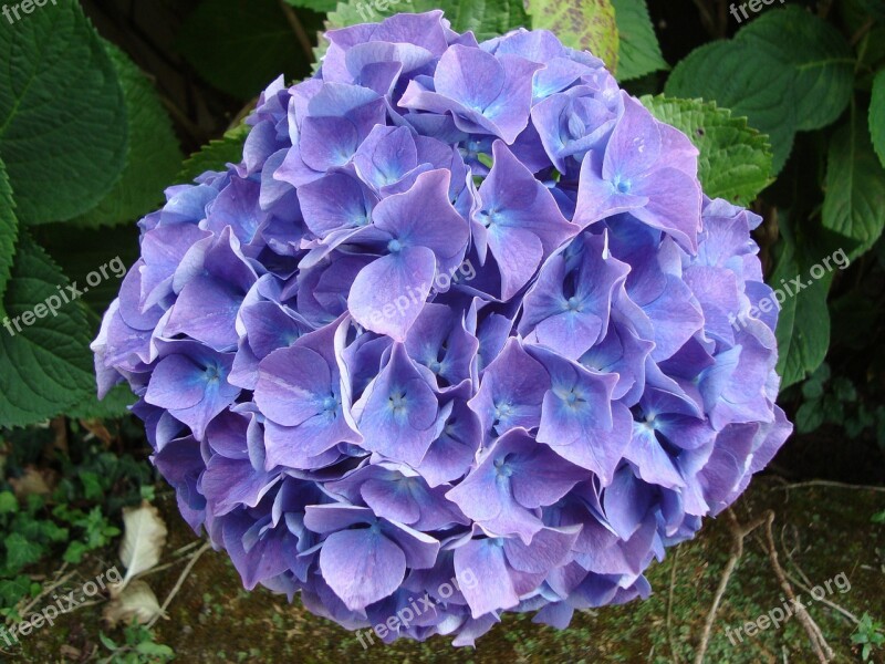 Hydrangea Blue Brittany Free Photos