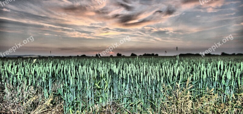 Field Crop Agriculture Farm Landscape