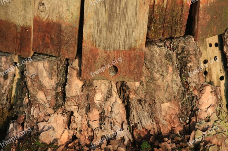 Wood Boards Stump Holes Bark