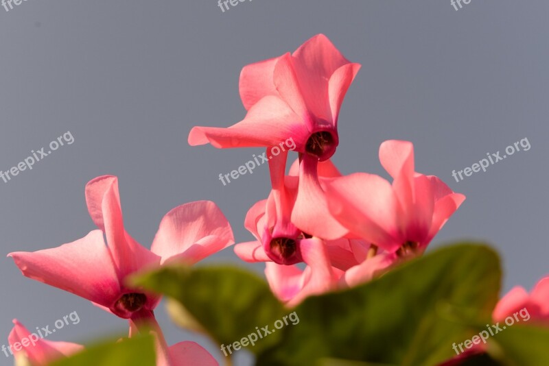 Cyclamen Herbs Nature Flowers Free Photos