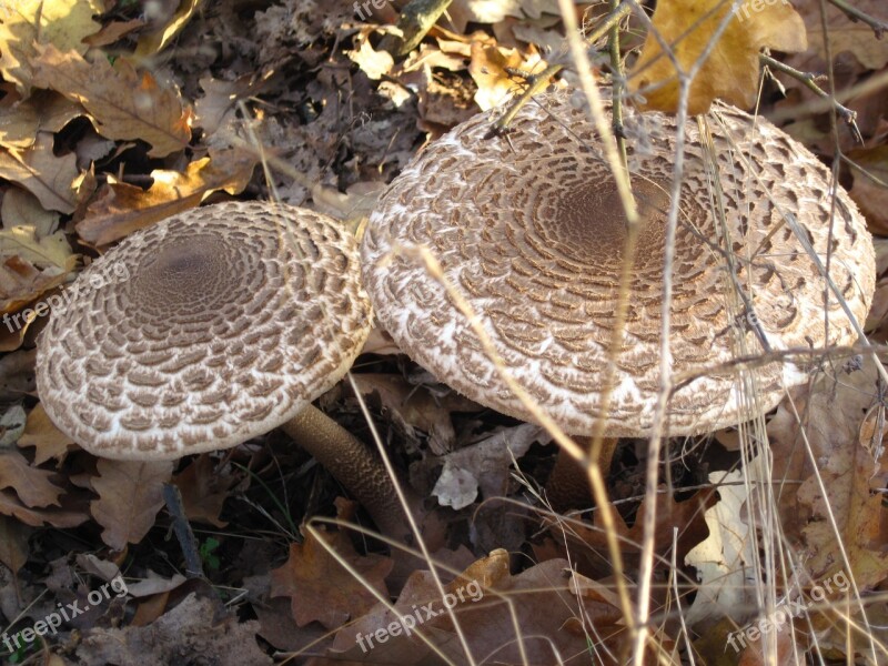 Mushrooms Forest Wild Hats Leaves