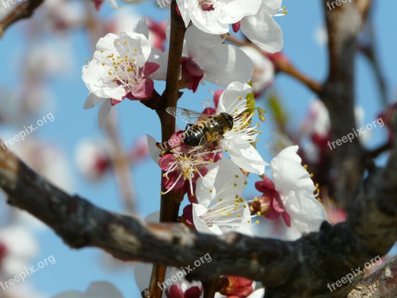 Pollination Bee Flower Pollen Nature