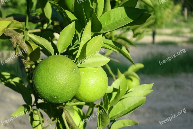 Oranges Fruit Food Nature Vegetable