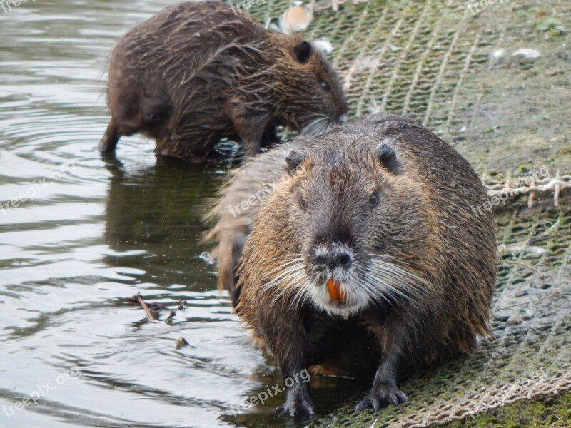 Muskrat Rat Rodent Nager Animal