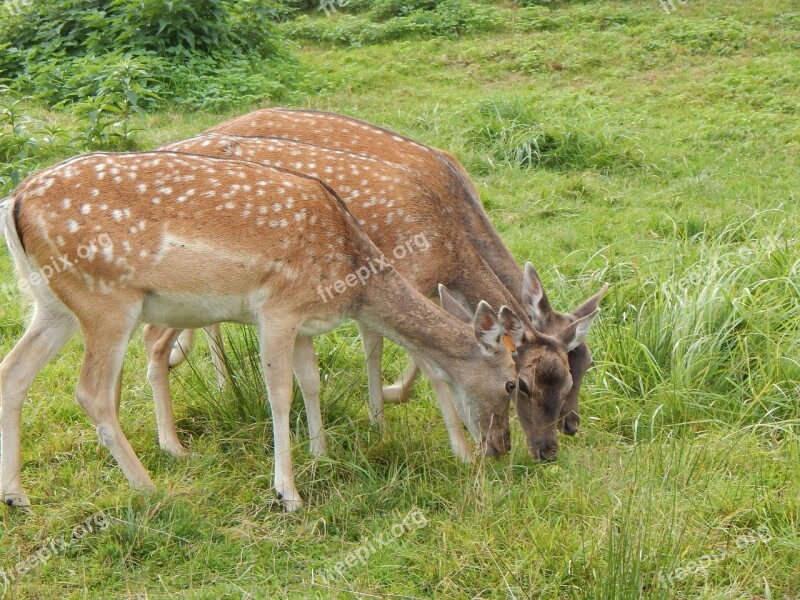 Deer Nature Animal Red Deer Free Photos