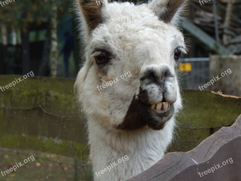 Lama Animal Head Free Photos