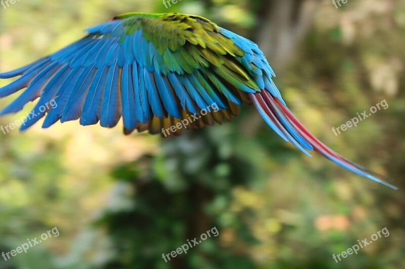 Birds Flying Birds Parrot Free Photos