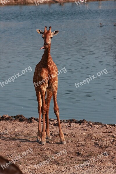 Giraffe River Safari Animals Long Neck Herbivorous Free Photos