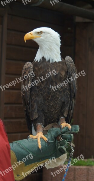 Bald Eagle White Tailed Eagle Bird Of Prey Raptor Bird