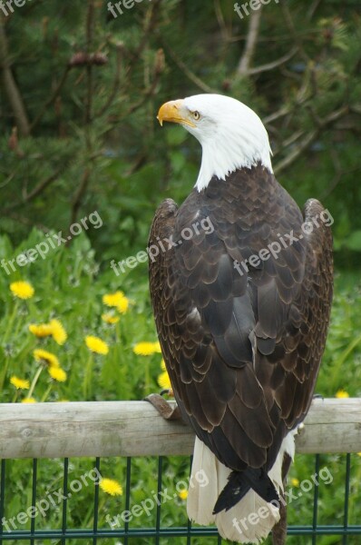 Bald Eagle Adler Bird Of Prey Raptor Bird