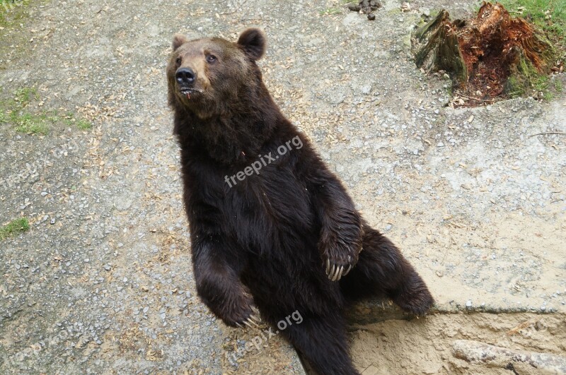 Bear Wild Animal Predator Brown Bear Animal