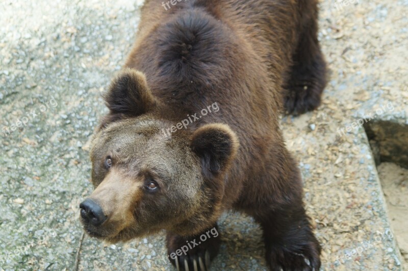 Brown Bear Bear Wild Animal Predator Animal