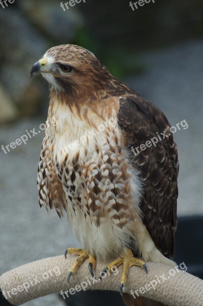 Falcon Raptor Bird Plumage Bird Of Prey