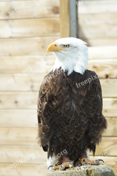 Bald Eagle Adler Bird Plumage Bird Of Prey