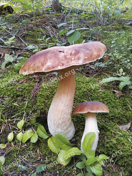 Mushrooms Nature Boletus Free Photos