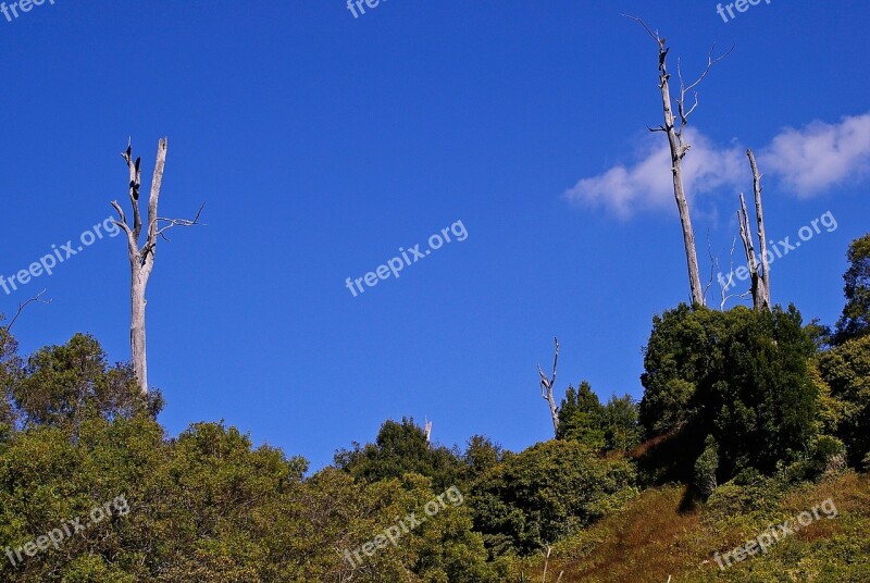 Landscape Trees Dead Trees Green Australia