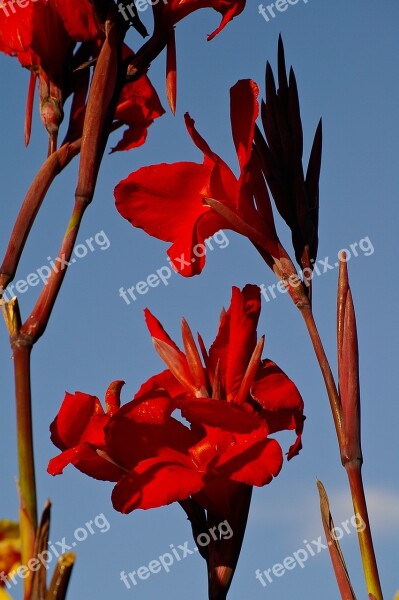 Canna Lilies Flowers Bloom Red Sky