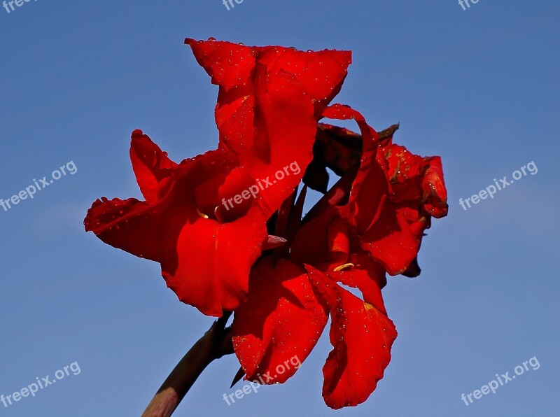 Canna Lily Flower Bloom Red Sky