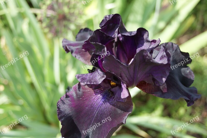 Iris Flower Lily Garden Plant