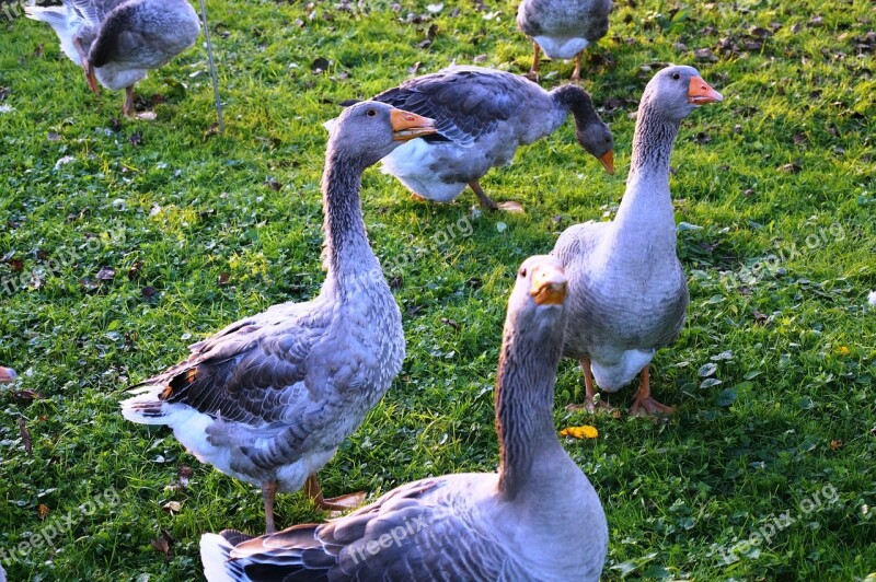 Goose Bird Poultry Animal Autumn