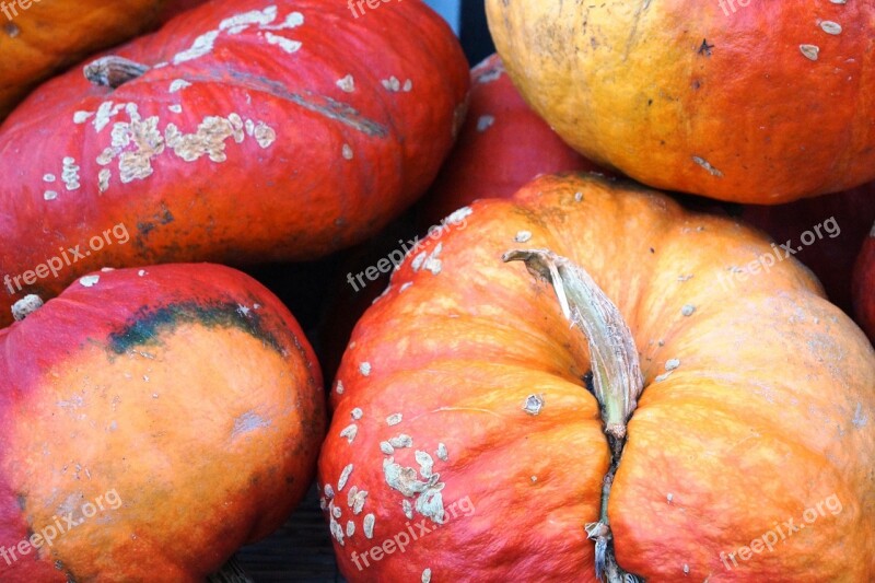 Pumpkin Autumn Gourd Thanksgiving Autumn Decoration