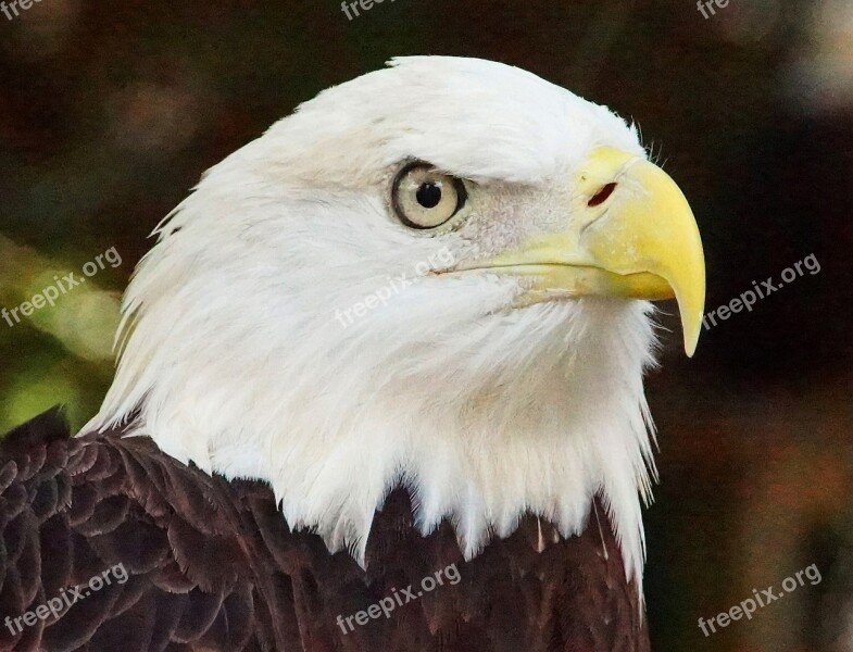 Bald Eagle Eagle Nature Bird Animal