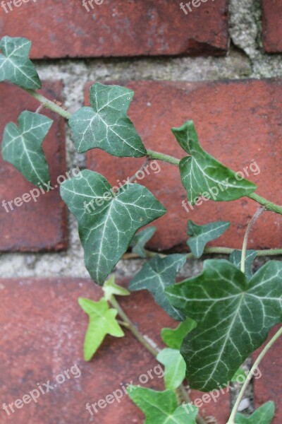 Ivy Clinker Green Red Plant