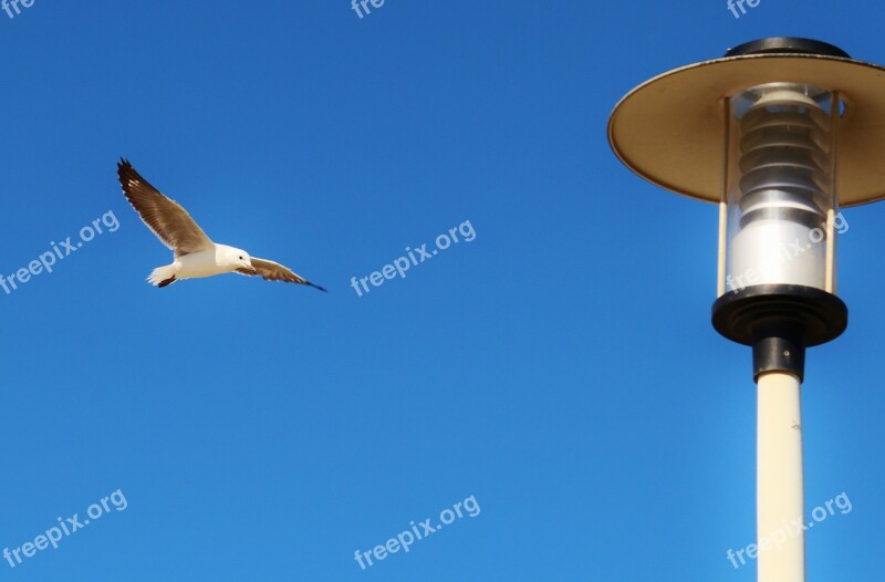 Gull Flying Lantern Sky Blue