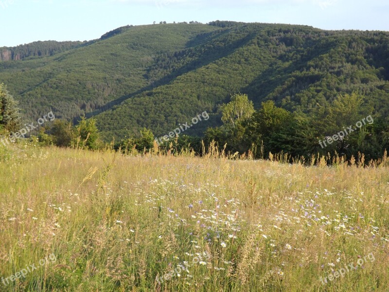 Meadow Hill Trees Nature Environment