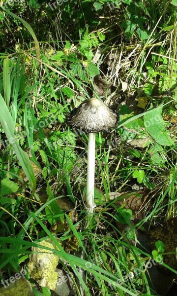 Autumn Mushroom Nature Agaric Forest