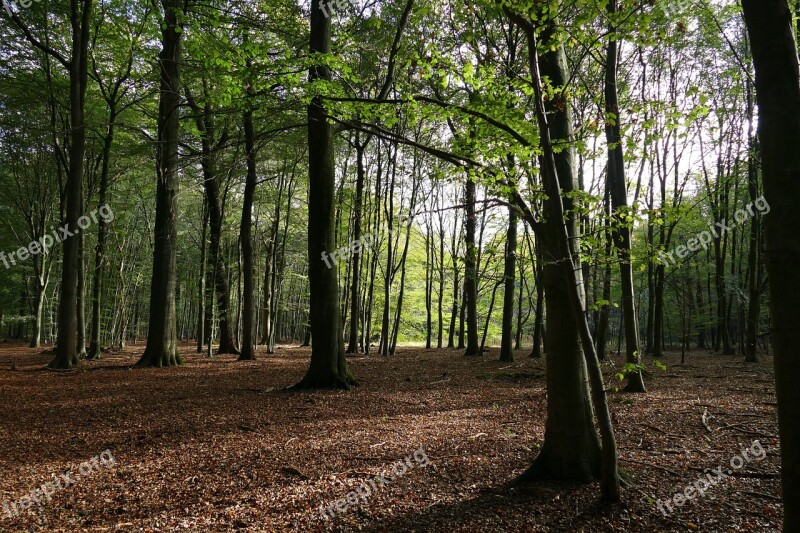 Deciduous Forest Autumn Forest Forest Leaves Nature