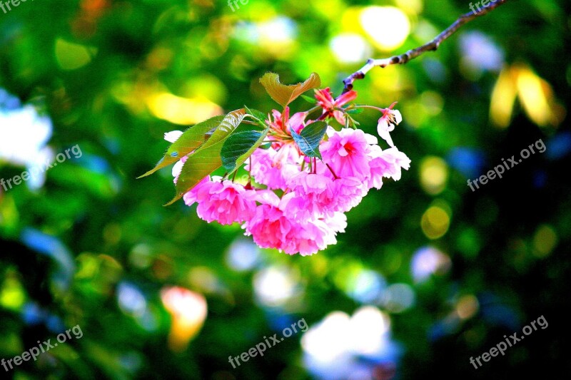 Cherry Blossom Pink Japanese Cherry Blossom Bloom Flowers