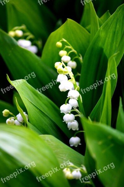 Lily Of The Valley White Fragrance Blossom Bloom