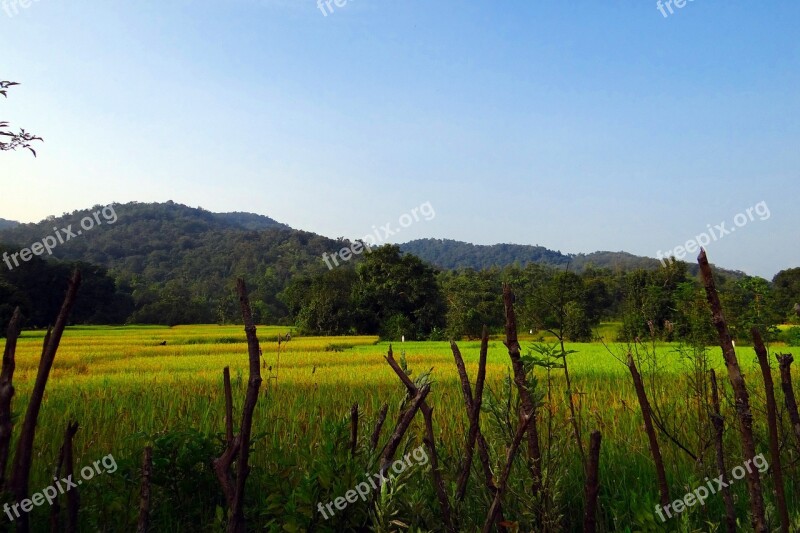 Paddy Fields Rice Fields Countryside Rural