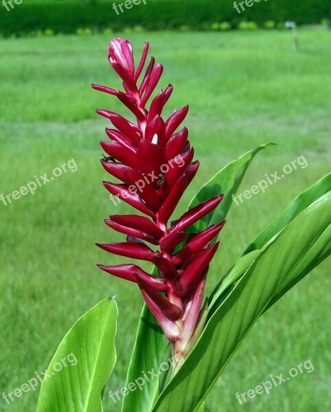 Red Ginger Flower Red Ostrich Plume Pink Cone Ginger