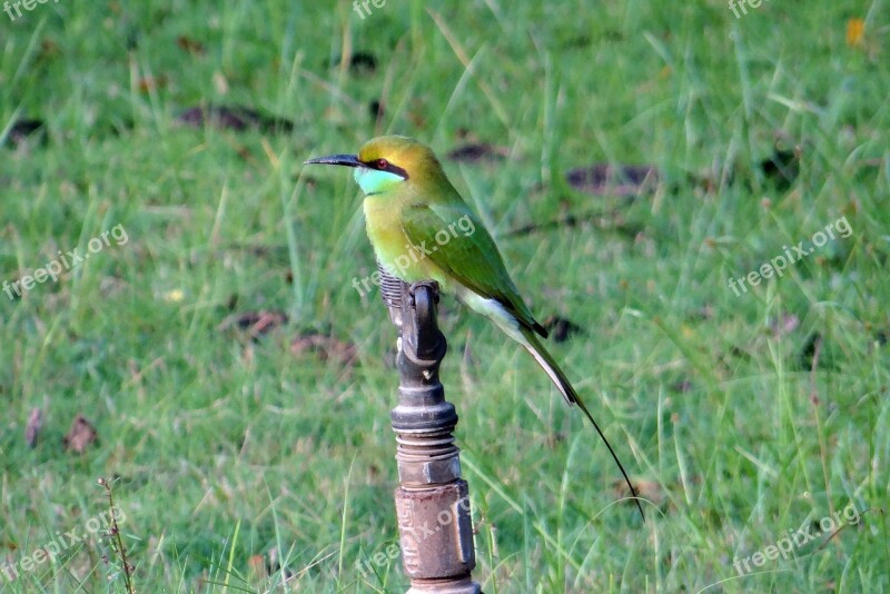 Bee Eater Bird Small Green Fauna