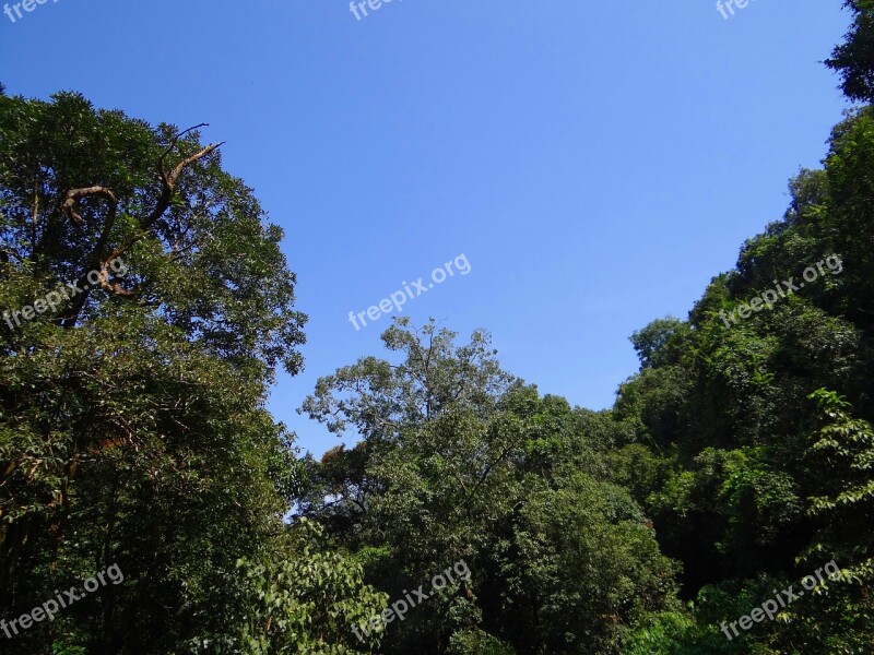 Trees Canopy Forest Nature Foliage