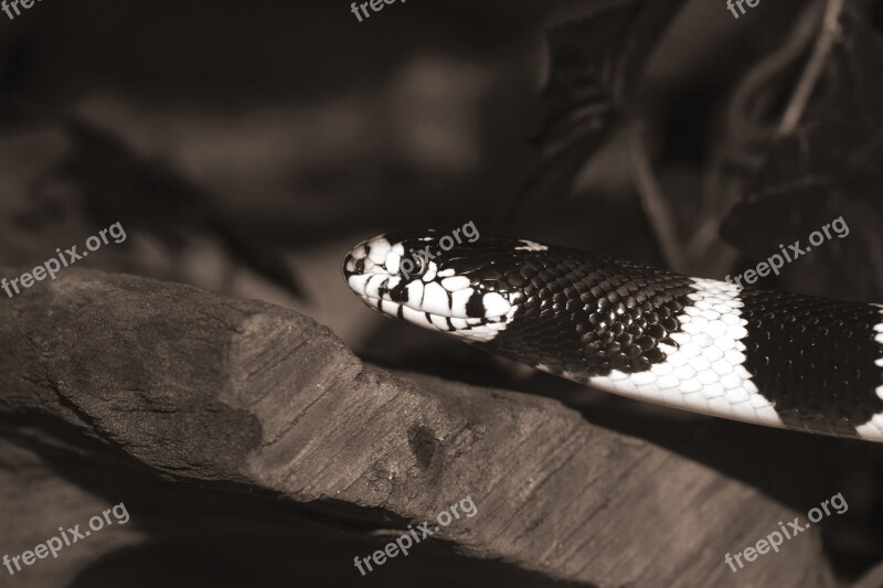 California Getula Chain Natter Snake King Snake Lampropeltis Getula Californiae