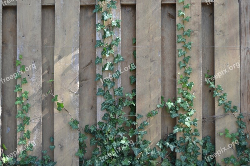 Ivy Wall Texture Nature Vine