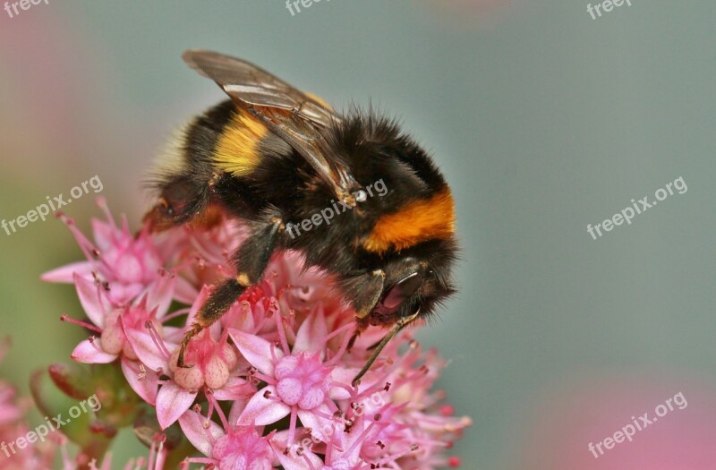 Hummel Insect Animal Blossom Bloom