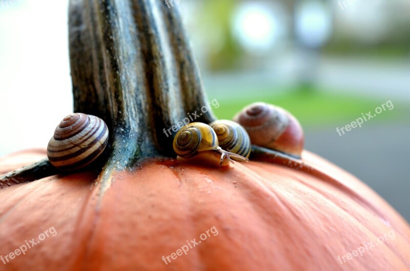 Cepaea Snails Snails Pumpkin Autumn Slowly